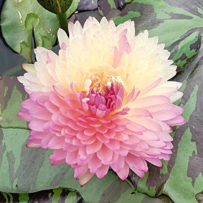 Pink water lily flower with green leaves in the background