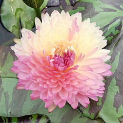 Pink water lily flower with green leaves in the background