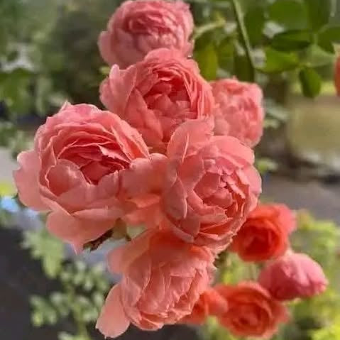 Cluster of pink flowers with green leaves in the background