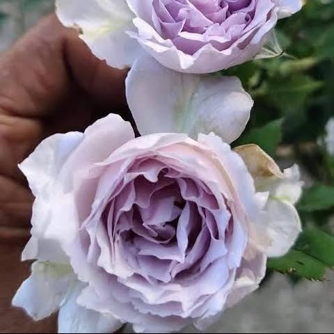 Close-up of two light purple roses with a blurred background
