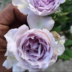 Close-up of two light purple roses with a blurred background