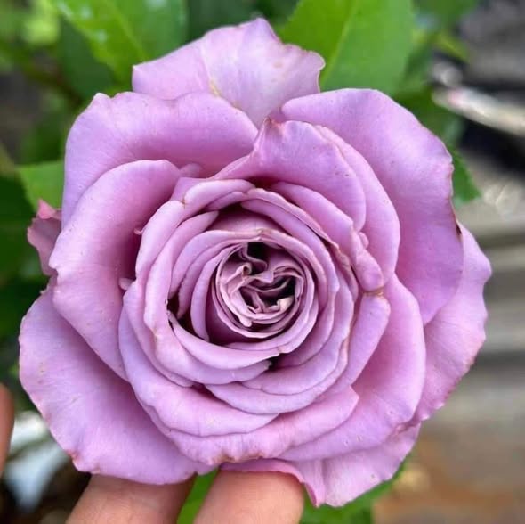 100 Rose Flower Seeds Varieties Name Amethyst