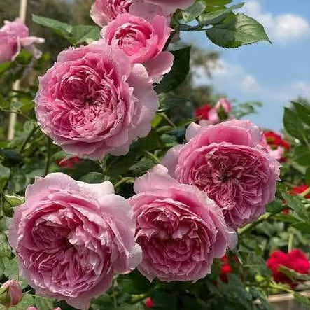 Pink roses with green leaves against a blue sky