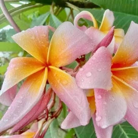 Close-up of pink and yellow flowers with water droplets on green leaves.