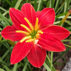 35 Dazzling Flame Rain Lily Zephyranthes Flower Seeds