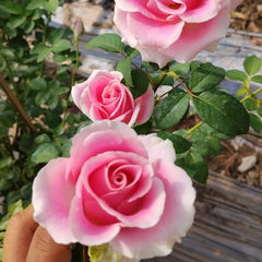 Close-up of pink and white roses with green leaves in a garden setting.