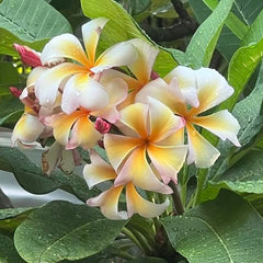 Close-up of a cluster of white and yellow flowers with green leaves.