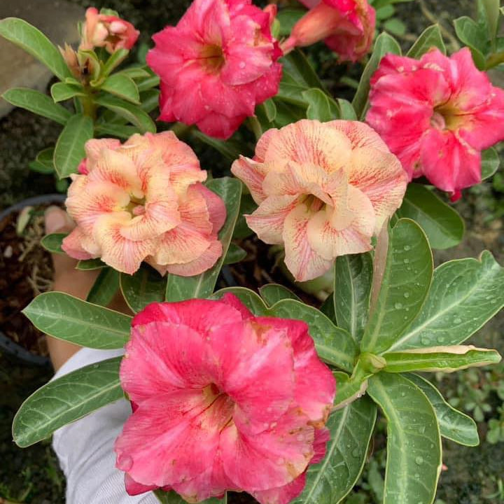 Pink and peach flowers with green leaves, held by a person wearing a white sleeve.