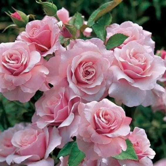 Close-up of pink roses with green leaves