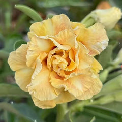 Yellow flower with green leaves and blurred background