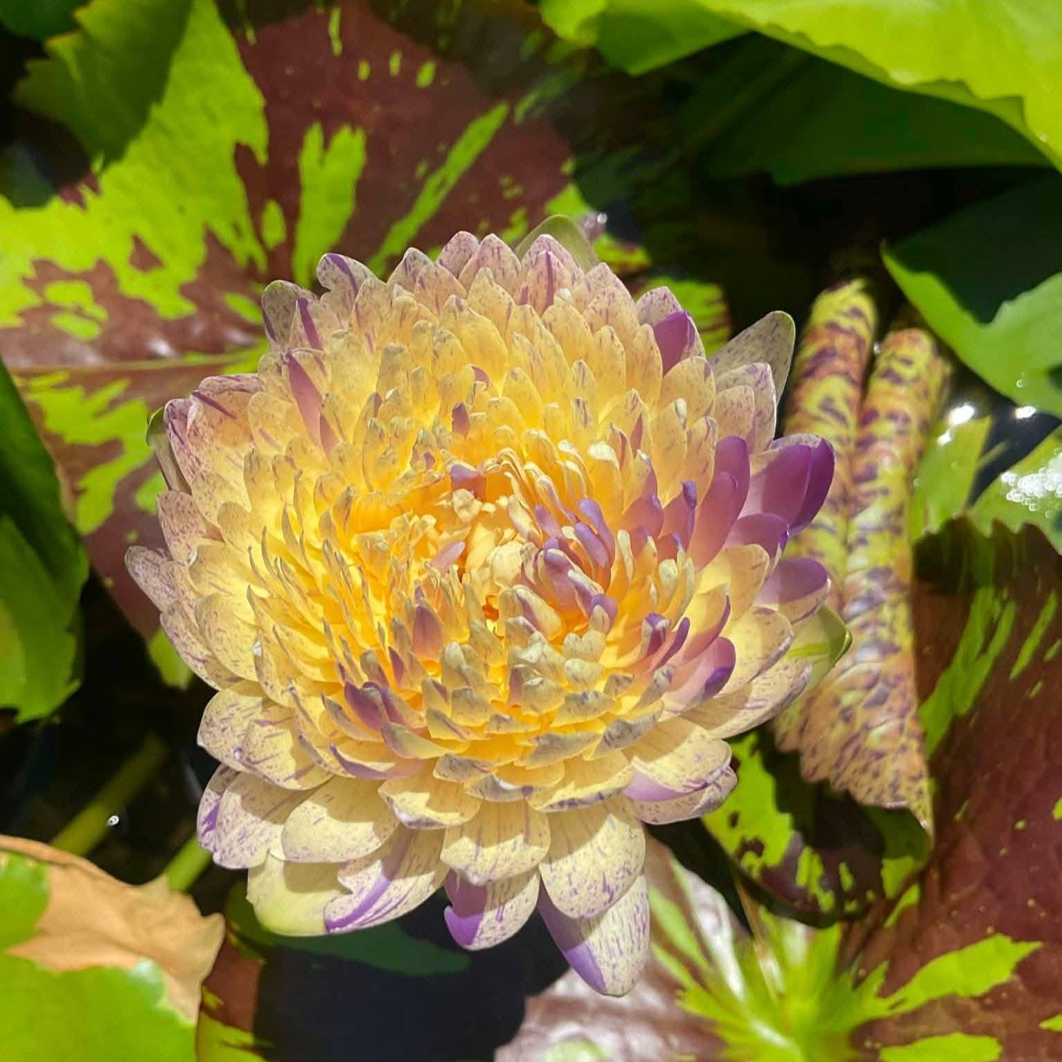 Yellow and purple water lily flower with green leaves in the background