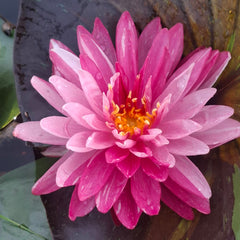 20 Thai Tropical Waterlily Lotus Flower Seeds Varieties Name Mallika