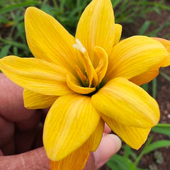 Close-up of a bright yellow flower held by a hand with a natural background