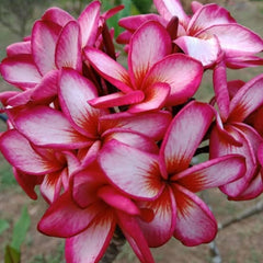 Close-up of pink and white flowers with a blurred natural background