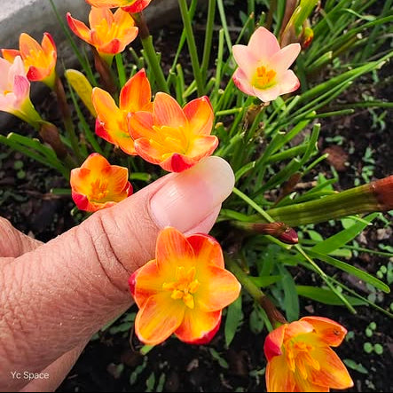 35 Giggly Rain Lily Zephyranthes Flower Seeds