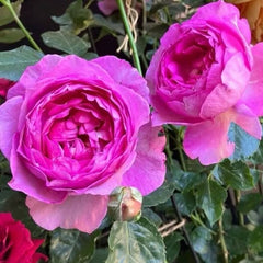 Close-up of two pink roses with green leaves in the background