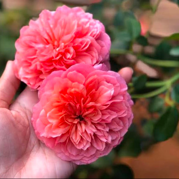 100 Rose Flower Seeds Varieties Name Flamingo
