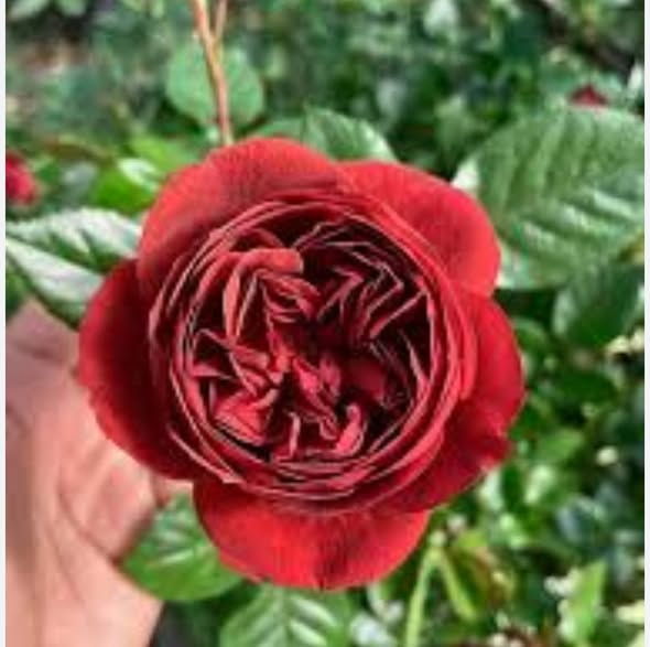 Close-up of a red rose with green leaves in the background
