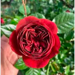 Close-up of a red rose with green leaves in the background