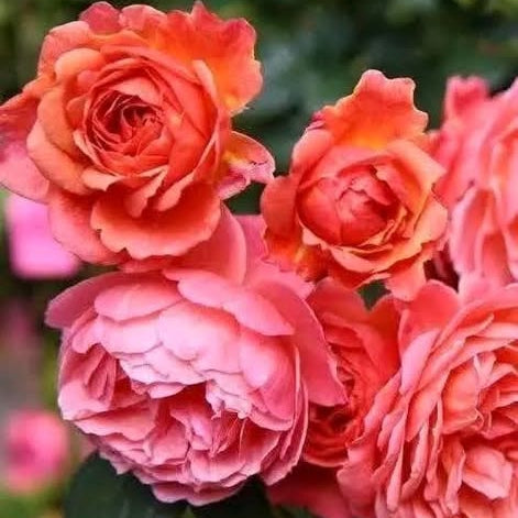 Close-up of pink and orange flowers with a blurred green background