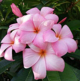 20 Thai Plumeria Frangipani Flower Seeds Varieties Name Pink Indo