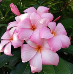 20 Thai Plumeria Frangipani Flower Seeds Varieties Name Pink Indo