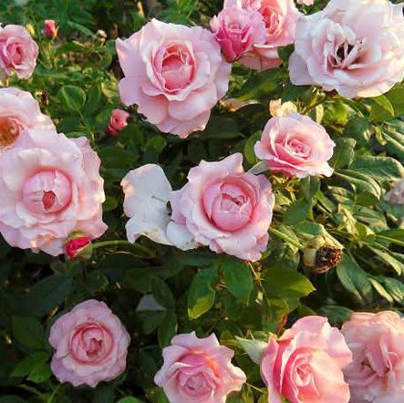 Pink and white roses with green leaves in a garden setting