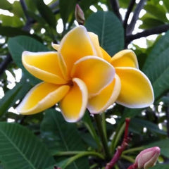 Yellow flower with green leaves in the background