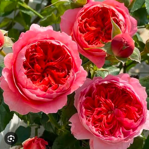 Close-up of pink and red roses with green leaves.