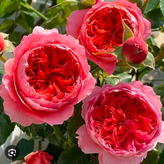 Close-up of pink and red roses with green leaves.