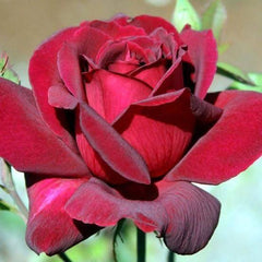 100 Rose Flower Seeds Varieties Name Oklahoma