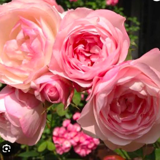 Close-up of pink roses with a blurred green background