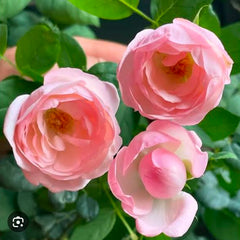 Three pink roses with a blurred background