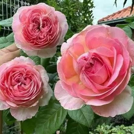 100 Rose Flower Seeds Varieties Name AUBE