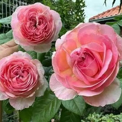 100 Rose Flower Seeds Varieties Name AUBE
