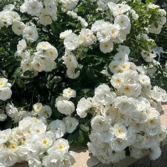 Bouquet of white flowers with green leaves