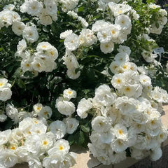 Bouquet of white flowers with green leaves
