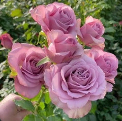 100 Rose Flower Seeds Varieties Name Montmartre