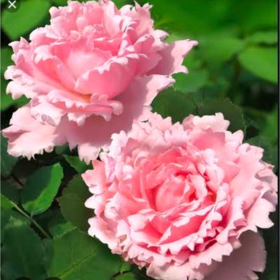 100 Rose Flower Seeds Varieties Name Sophie rochas