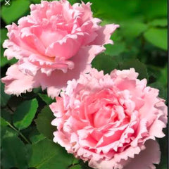 100 Rose Flower Seeds Varieties Name Sophie rochas