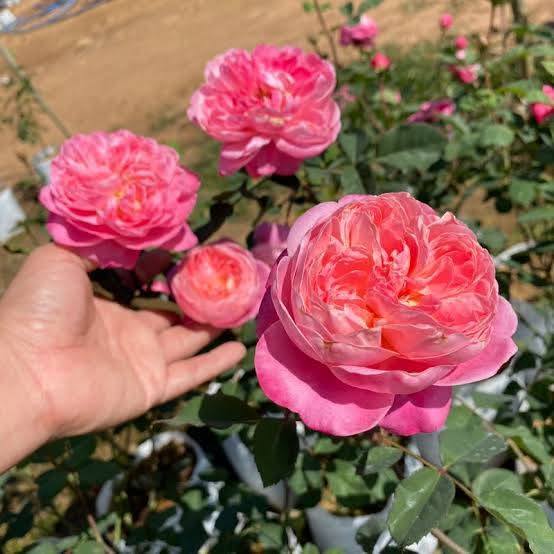 100 Rose Flower Seeds Varieties Name Yume Akari