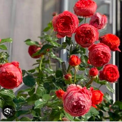 Bouquet of red flowers with green leaves against a blurred background