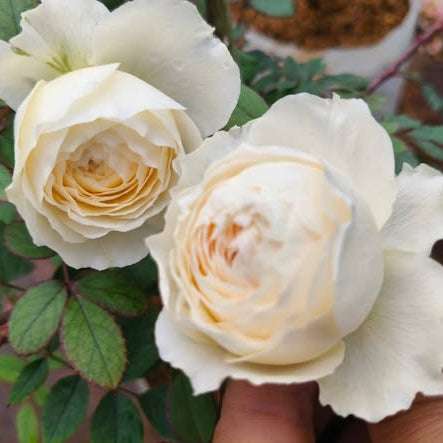 Close-up of two white roses with green leaves in the background