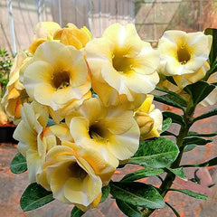 Bouquet of yellow flowers with green leaves, featuring 'Bigadd Farm' branding.