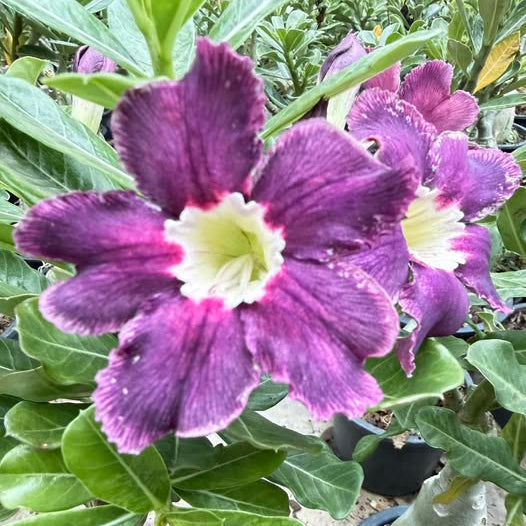 Purple flower with a green plant background