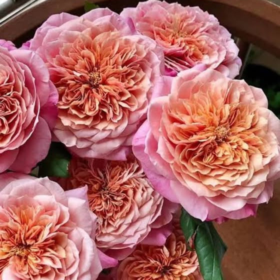 Close-up of pink and peach-colored flowers with a blurred background