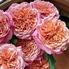 Close-up of pink and peach-colored flowers with a blurred background