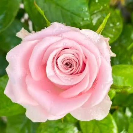 Close-up of a pink rose with green leaves in the background