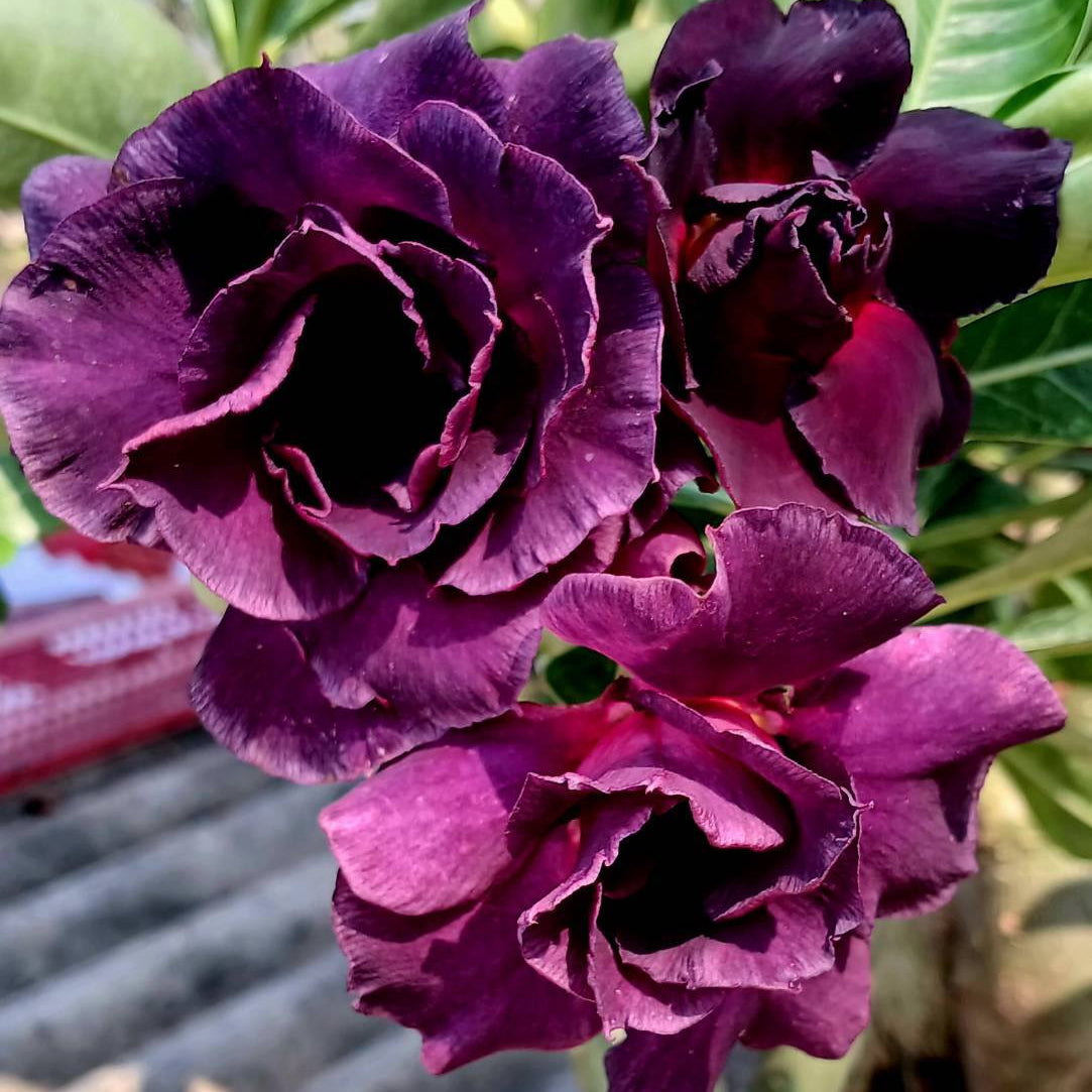 Close-up of purple flowers with a blurred background
