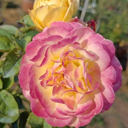 Close-up of a pink and yellow rose with green leaves in the background